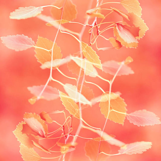 Aspen Ghosts | Photographic Print