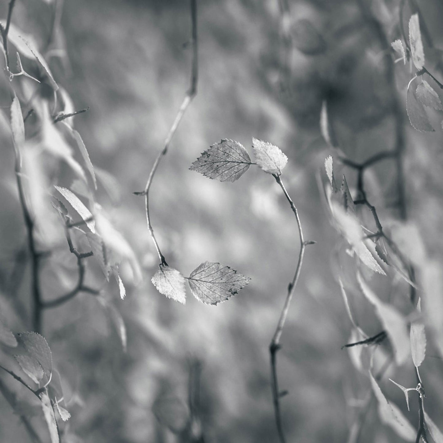 Birch Dance | Photographic Print