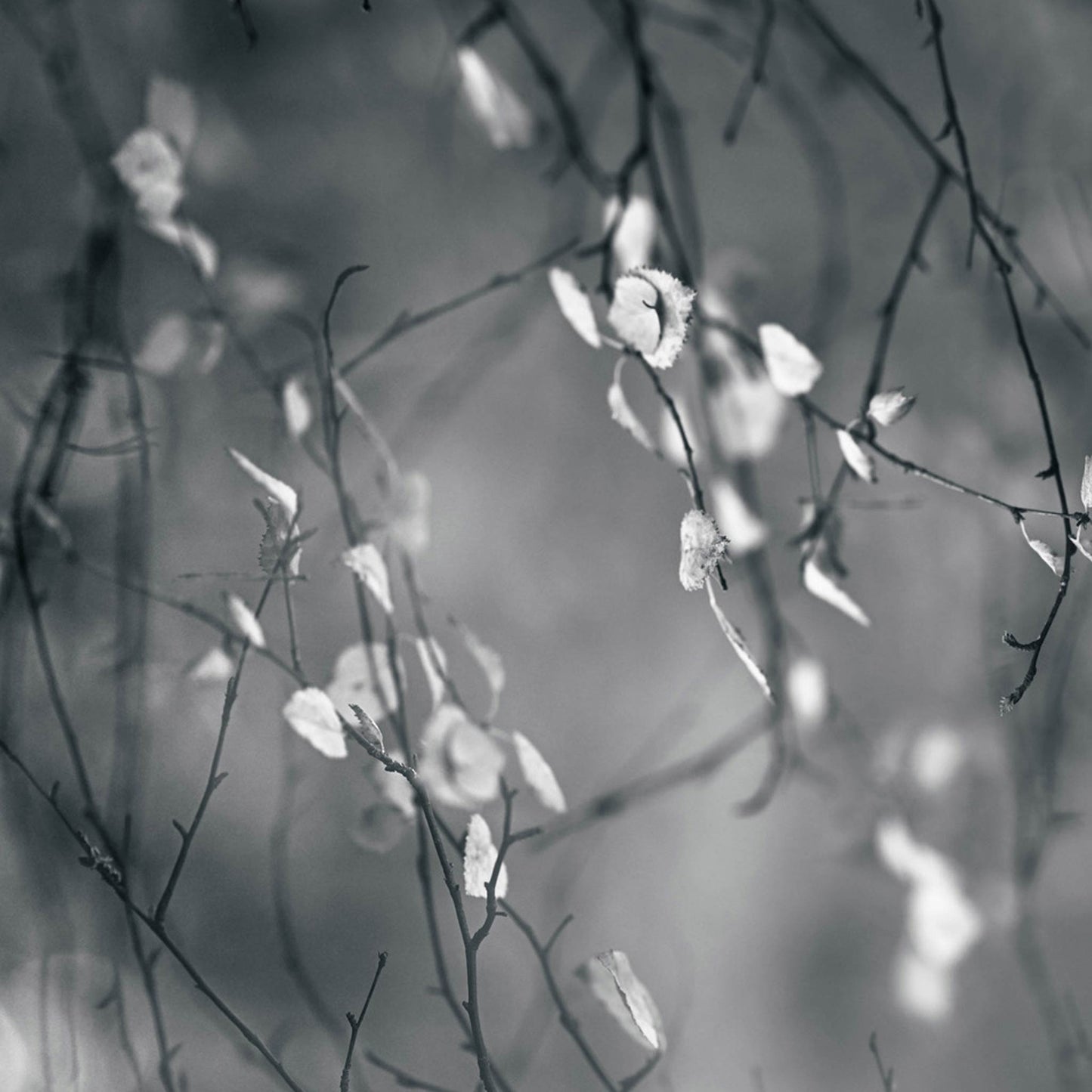 Birch Portal | Photographic Print