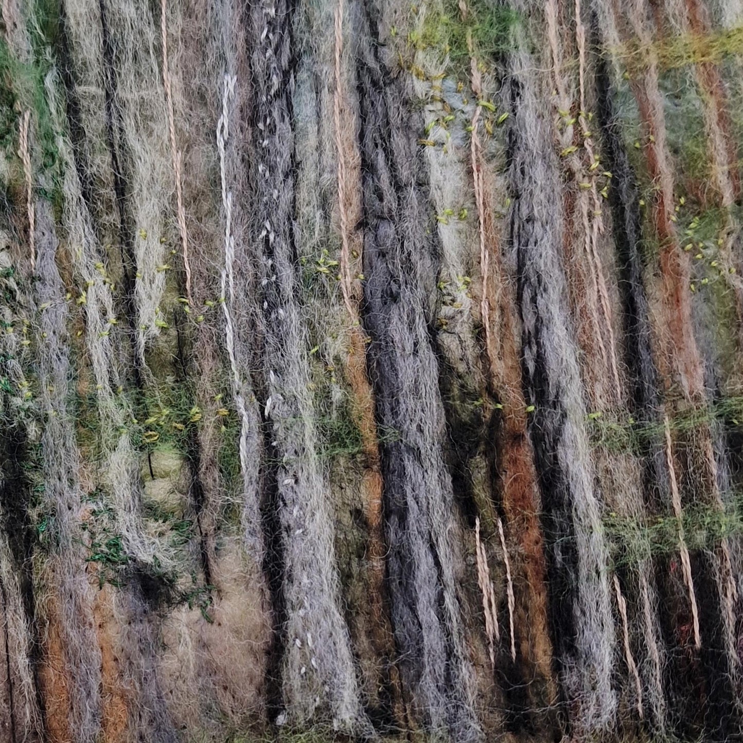 Cairngorm Forest | Wool