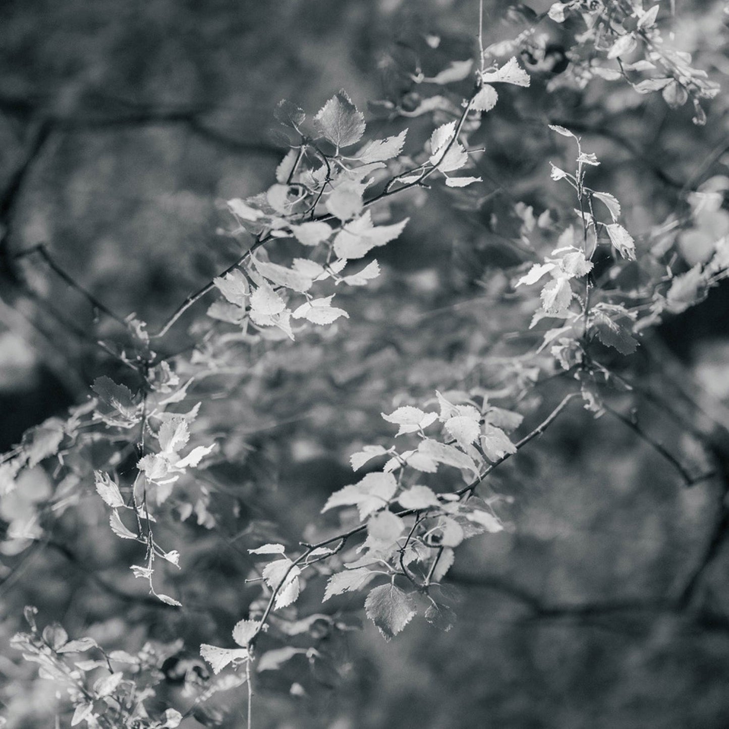 Light Wave | Photographic Print