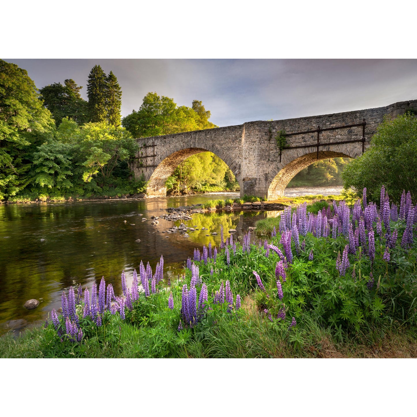 Speybridge Lupins, photography by John Austin 