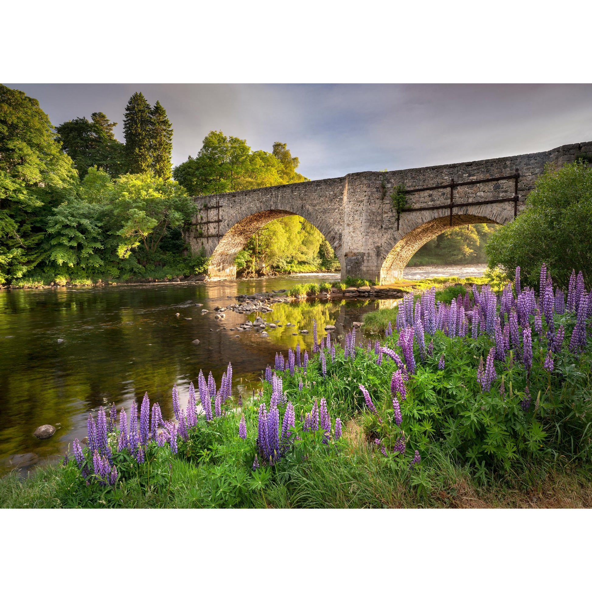 Speybridge Lupins, photography by John Austin