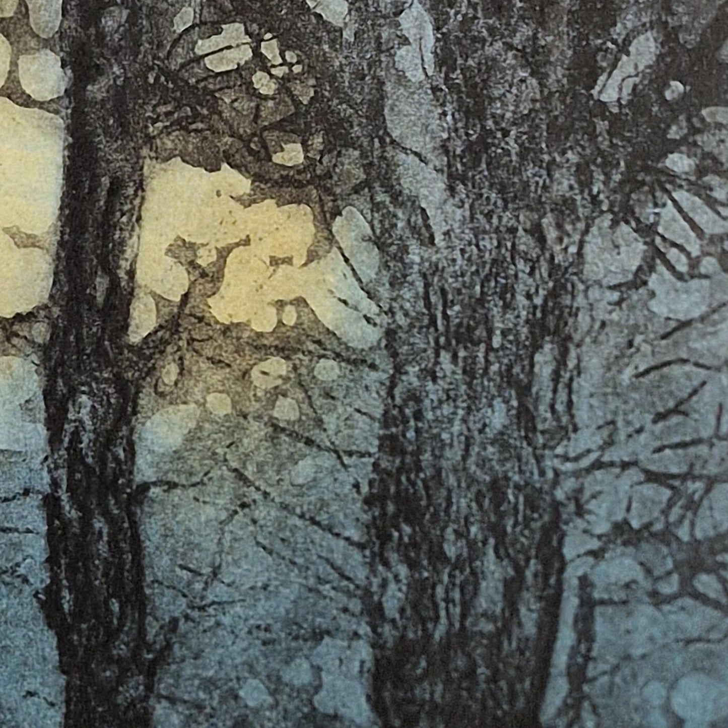 Woodland Glade 16/50 | Aquatint Etching
