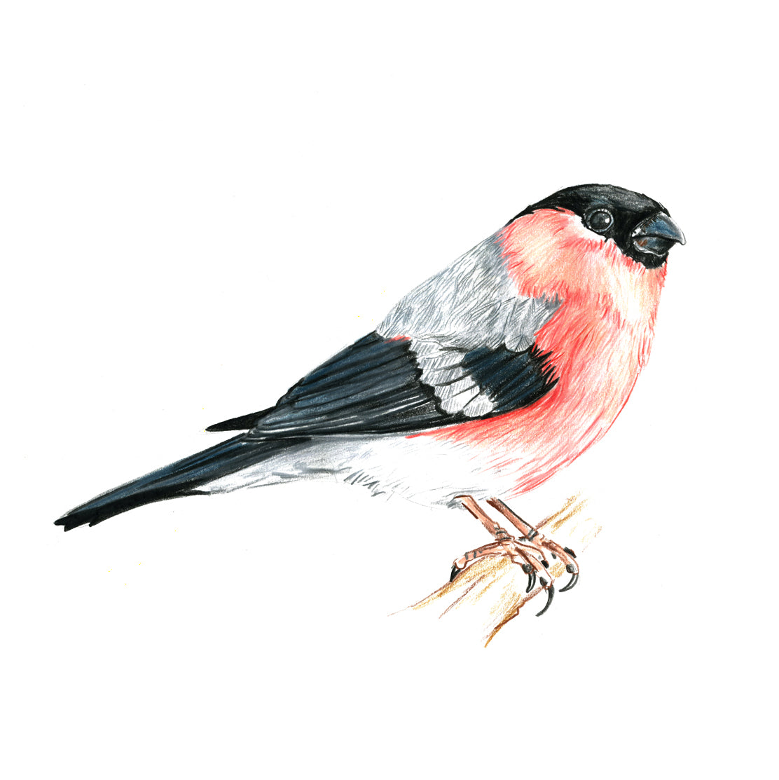 Bullfinch coaster by Angus Grant Art