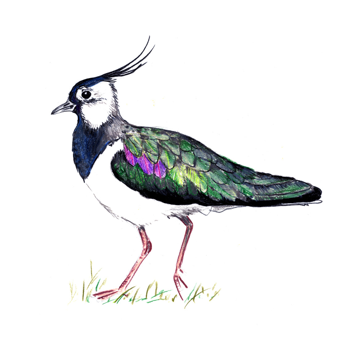 Lapwing coaster by Angus Grant Art