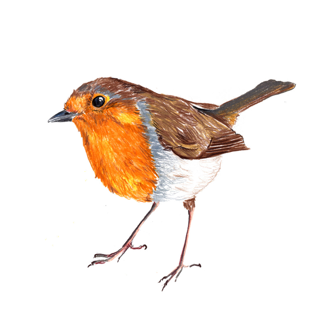 Robin coaster by Angus Grant Art