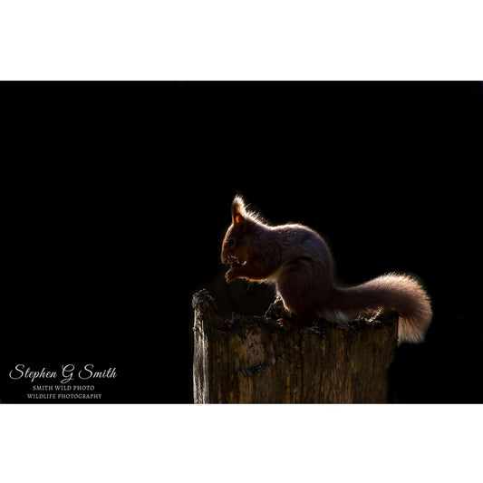 A photograph of red squirrel eating nuts in the dark on a wooden fence post. Only the edges of the squirrel are lit up.