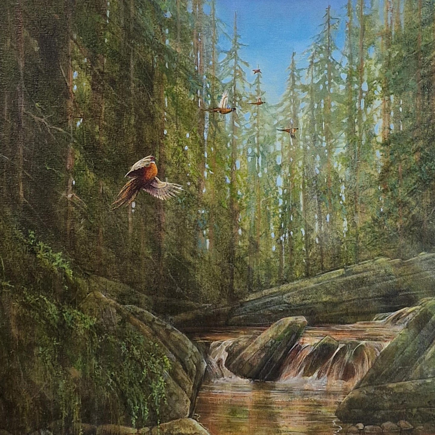 Pheasants | Oil