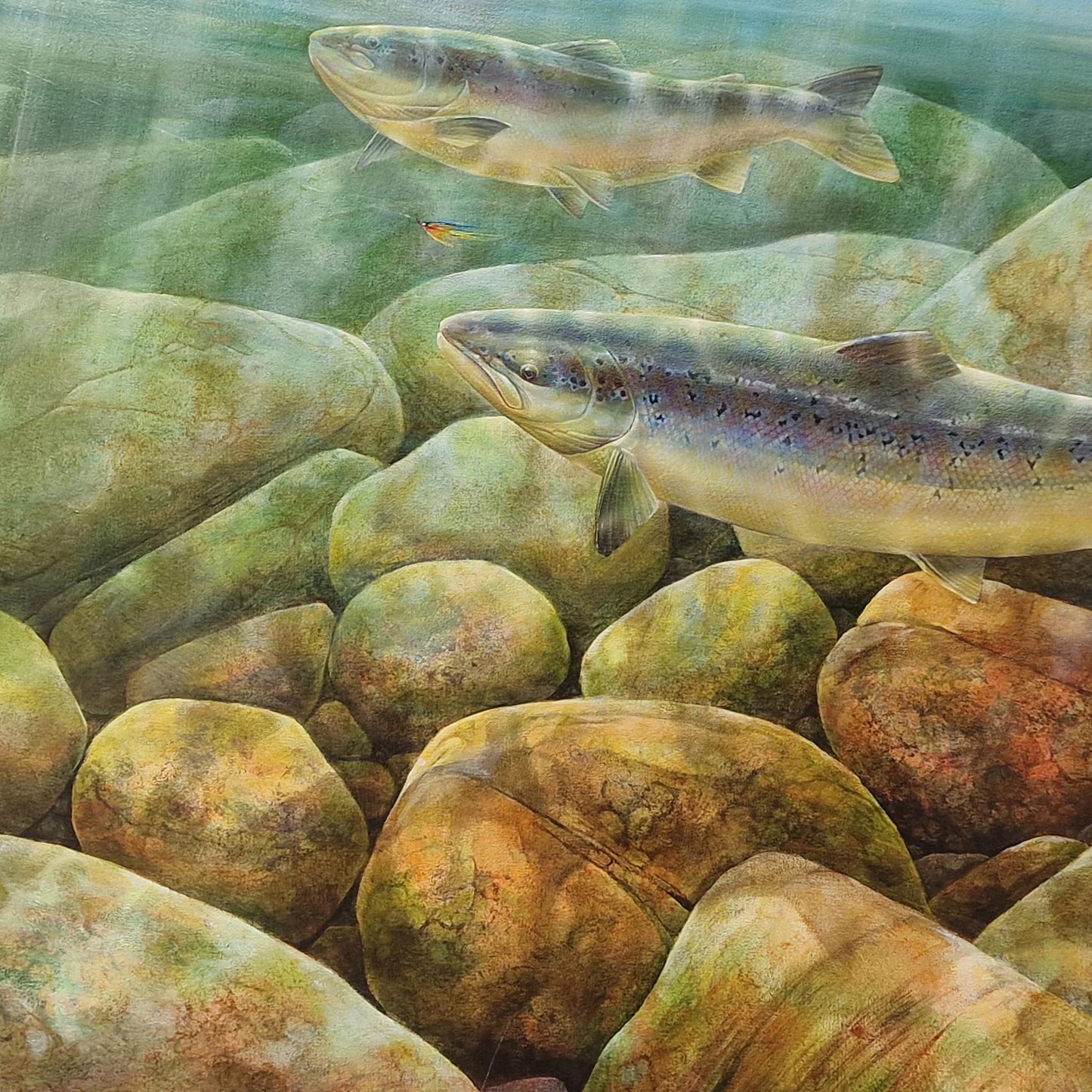 Salmon Underwater | Oil