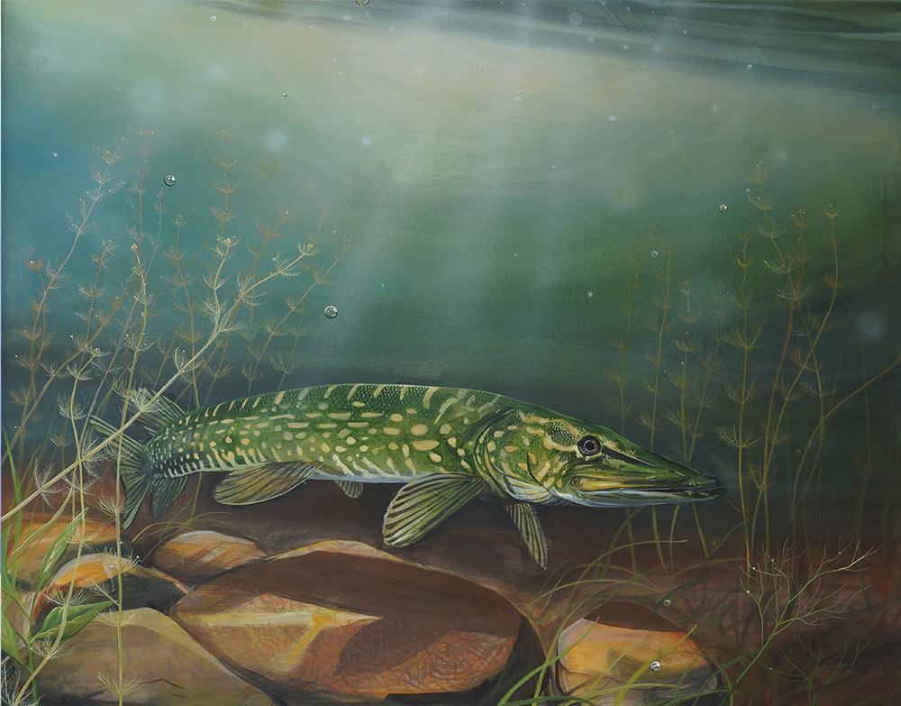 Pike in the Weeds Metal Print by Angus Grant Art