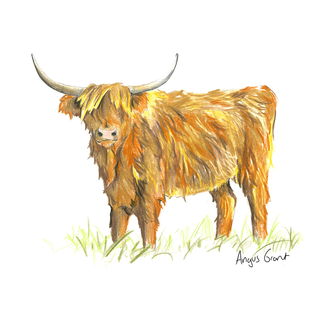 Highland Cow coaster by Angus Grant Art