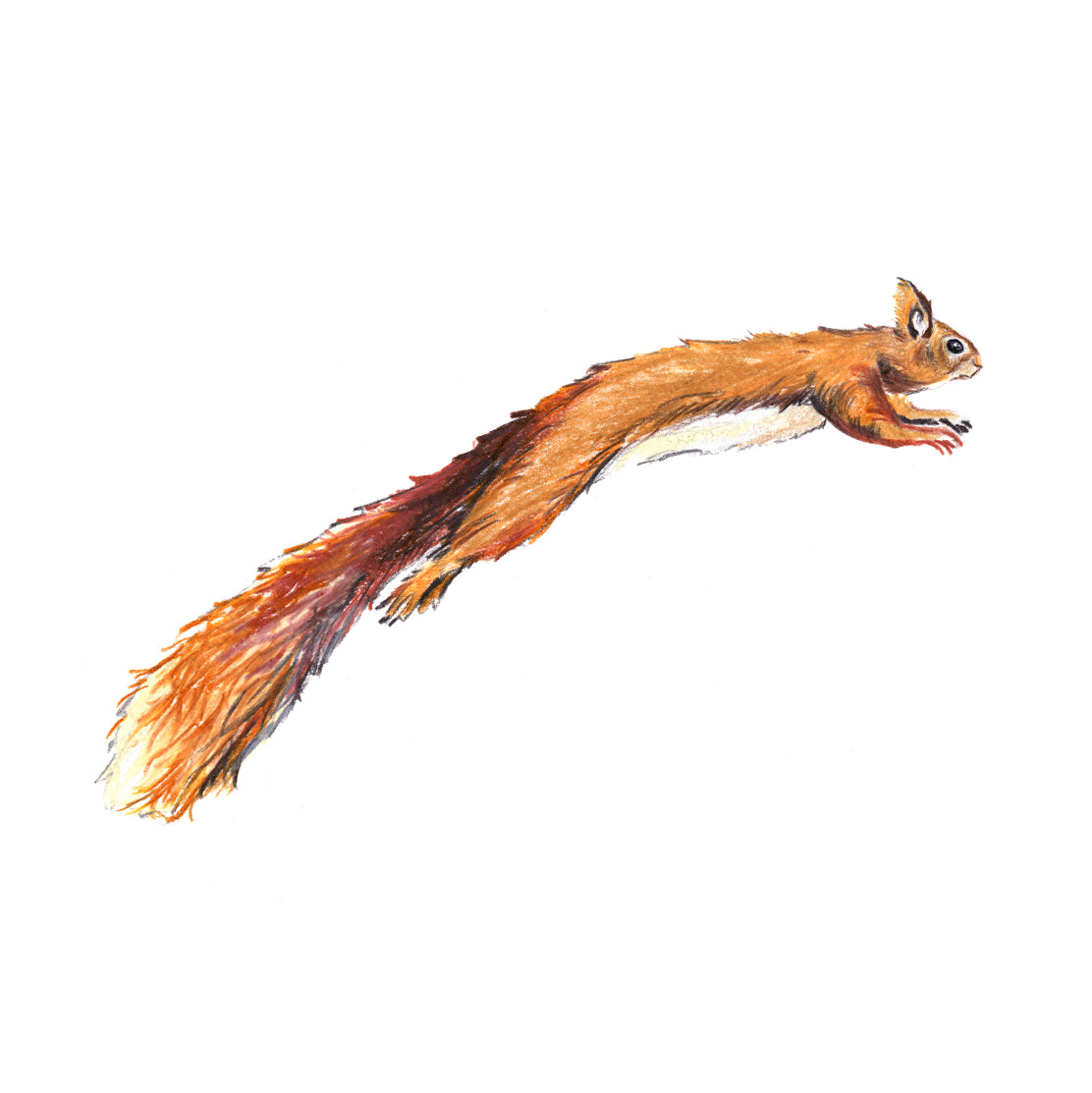 Red squirrel by Angus Grant Art