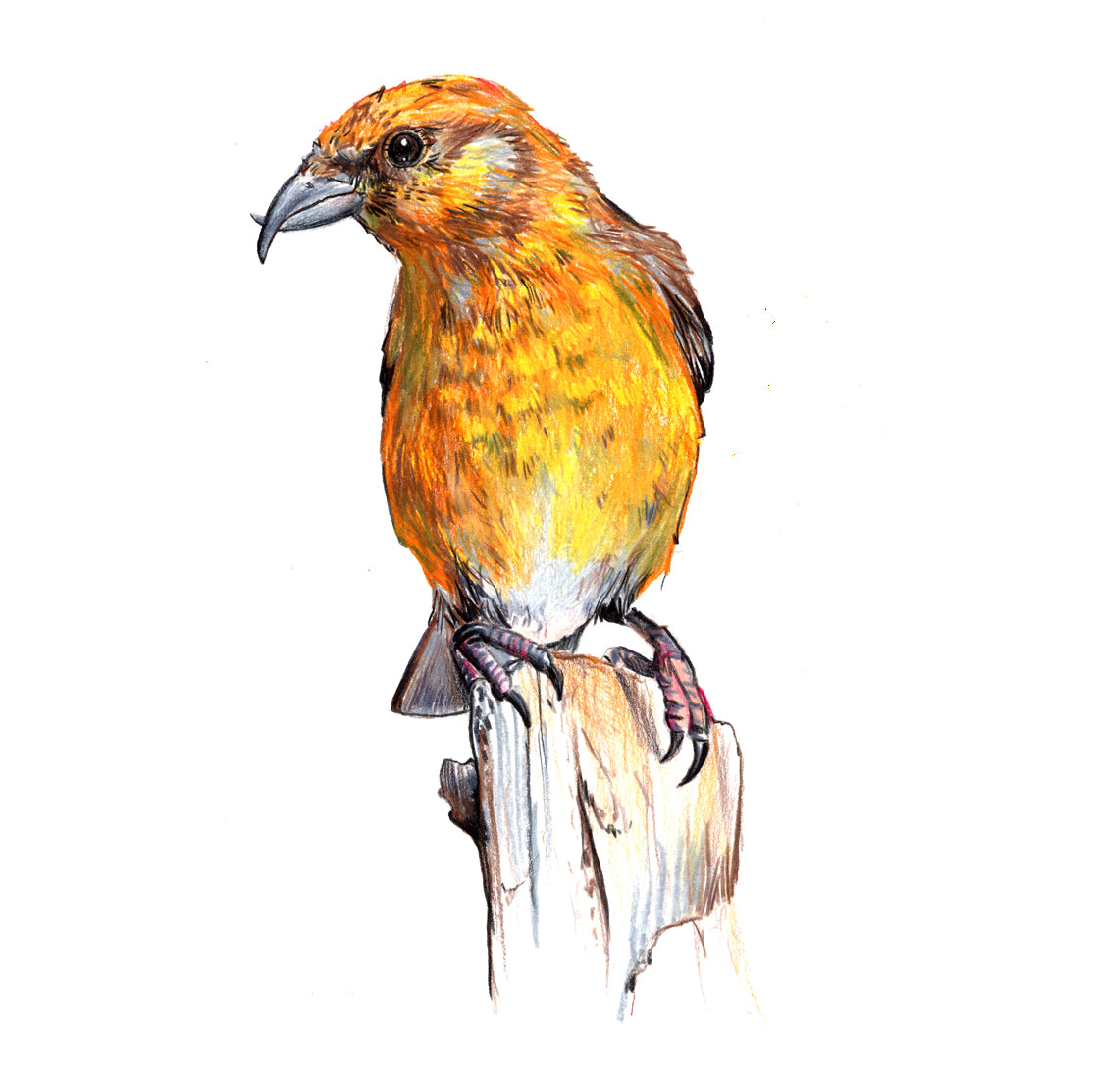 Crossbill coaster set by Angus Grant Art